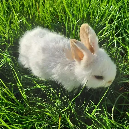 Kesselmannhof In Faistenau * Wald (Salzburg)