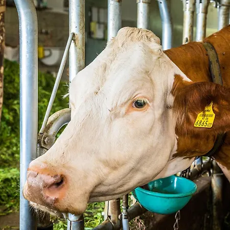 Kesselmannhof In Faistenau Wald (Salzburg)